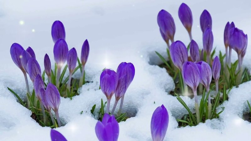 Первоцветы подснежники крокусы