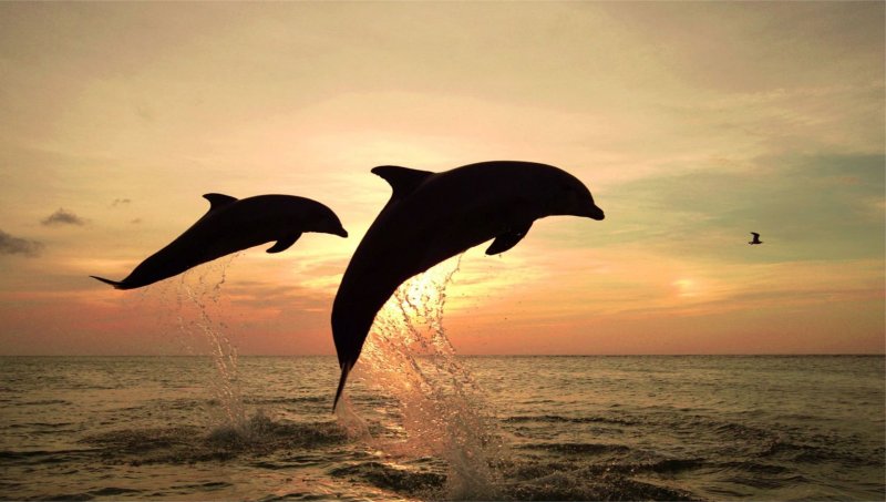 Дельфины картинки