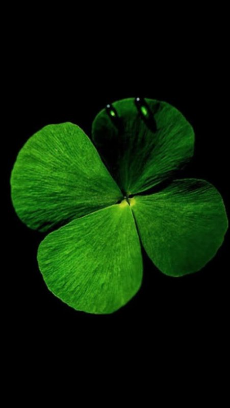 Четырехлистный Клевер Клевер