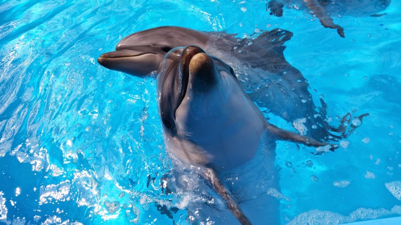 Дельфины на рабочий стол