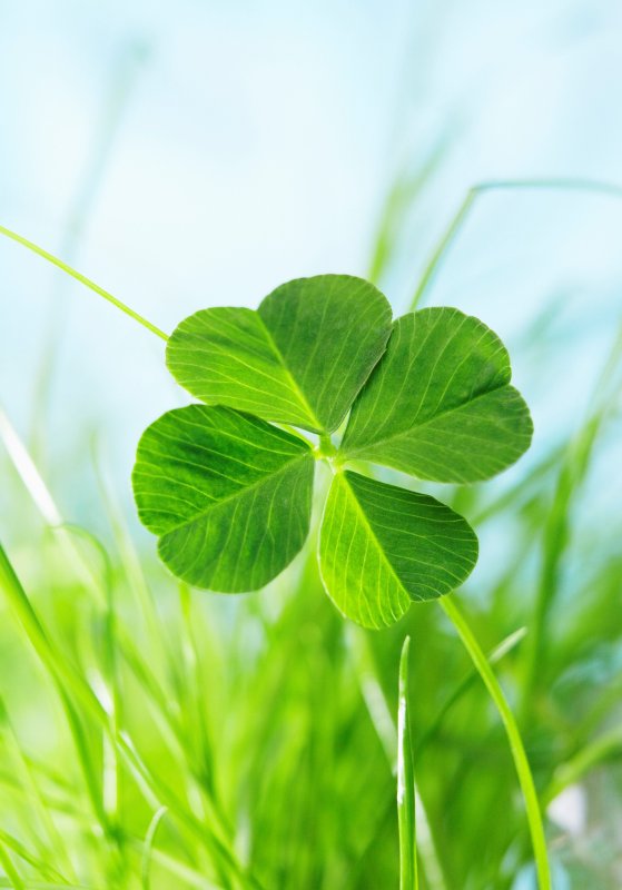 Четырёхлистный Клевер символ удачи