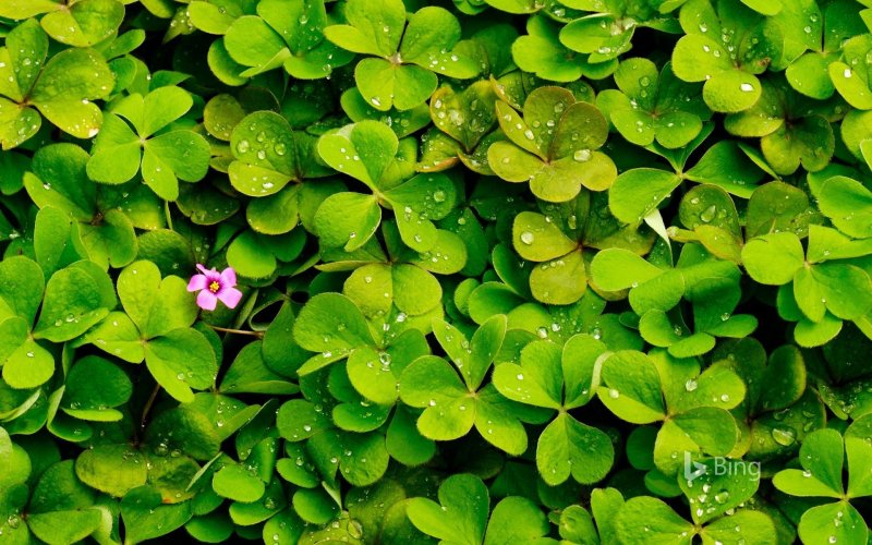 Ирландский Клевер четырехлистный