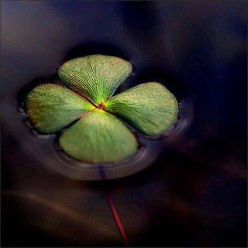 Ирландский Клевер четырехлистный