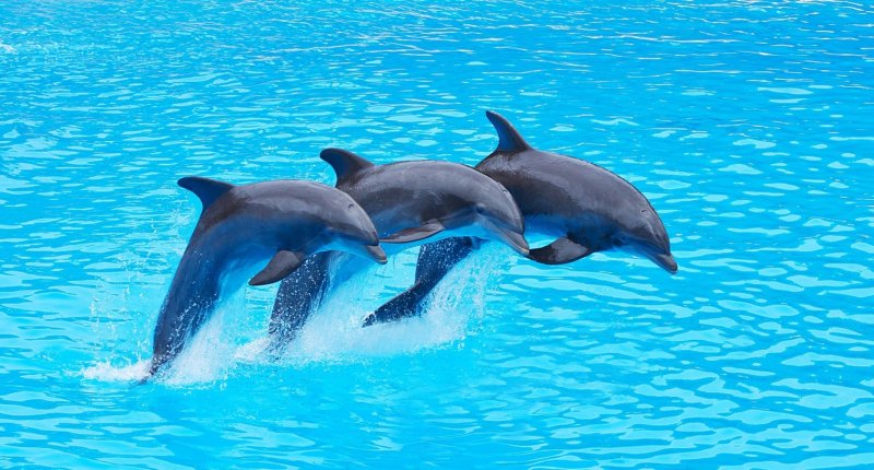 Афалина белобочка и Азовка