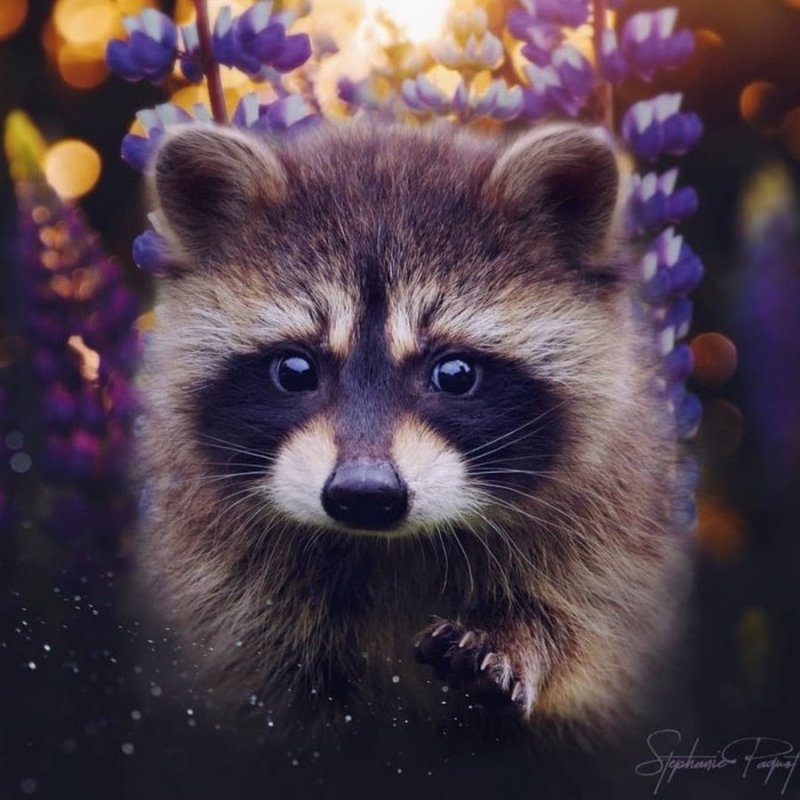 Красивый енот