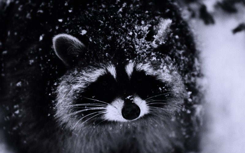 Енот темные