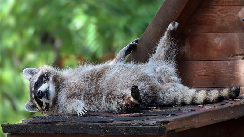 Московский зоопарк еноты