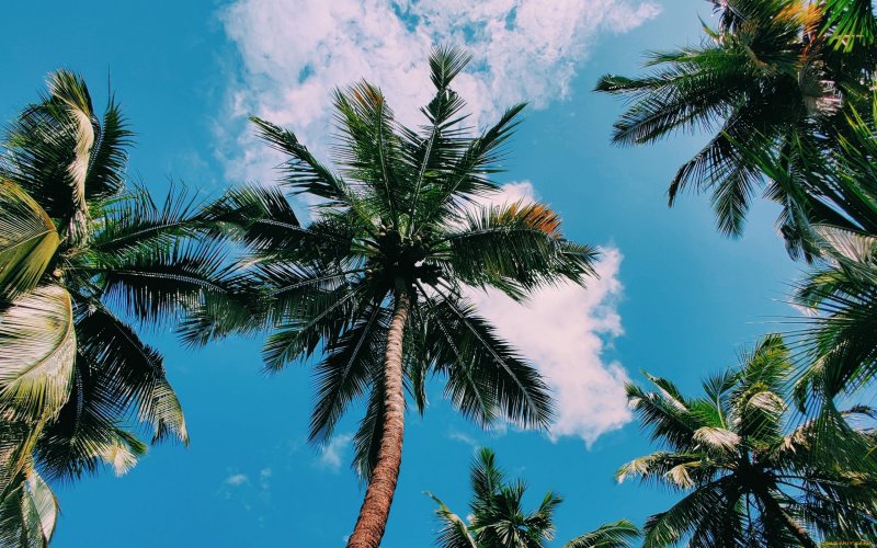 Красивые пальмы