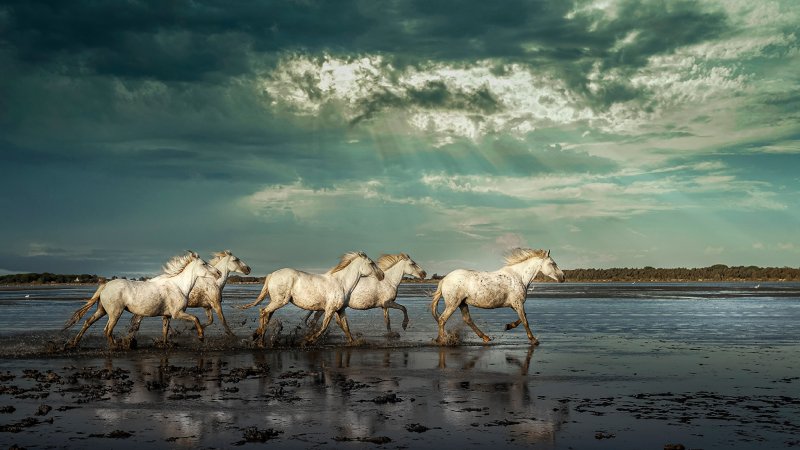 Красивые лошади на рабочий стол