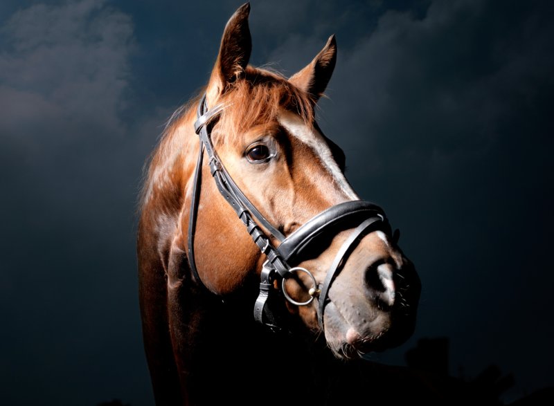 Морда лошади