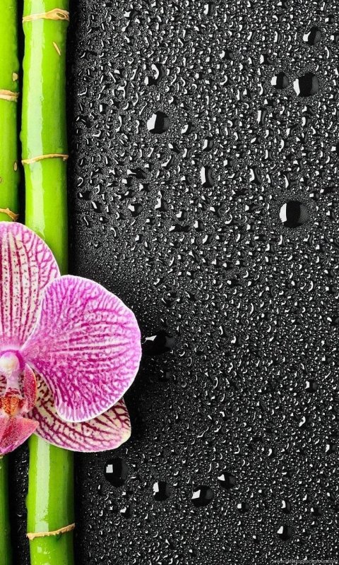 Фотообои телефон