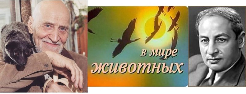 Згуриди Александр Михайлович в мире животных