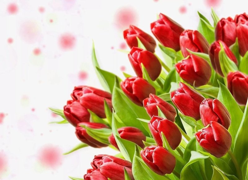 Тюльпаны открытка