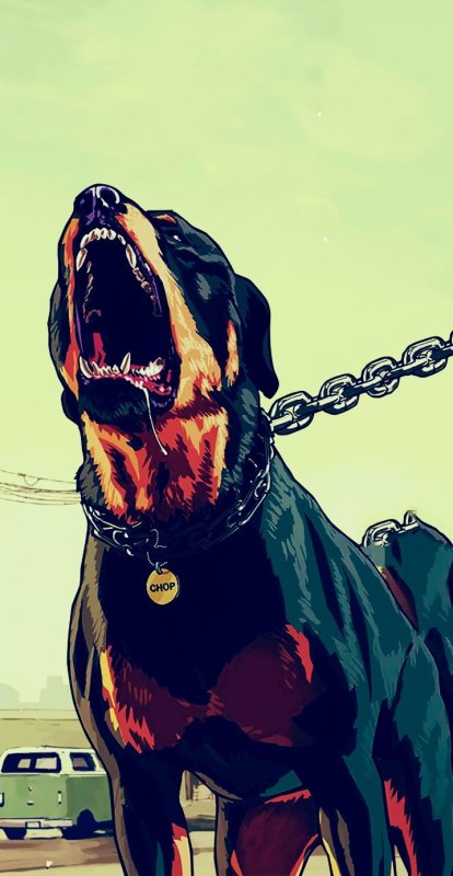 Ротвейлер Франклина