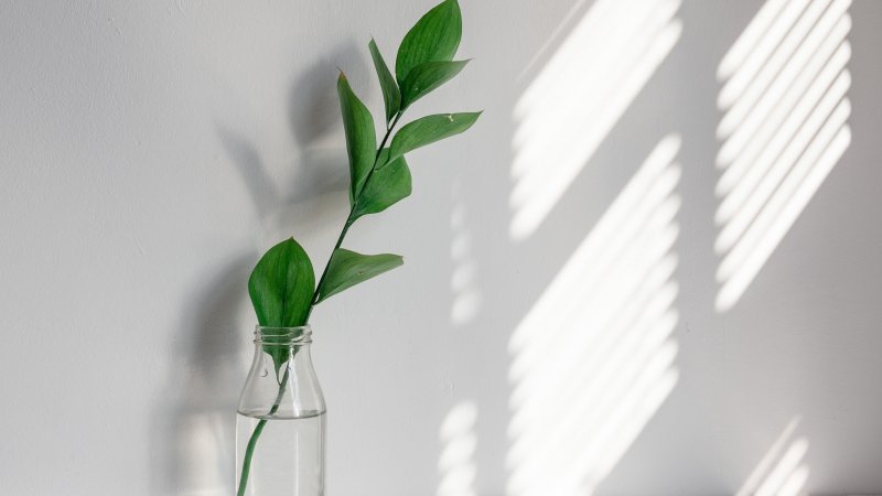 Растения в интерьере Минимализм