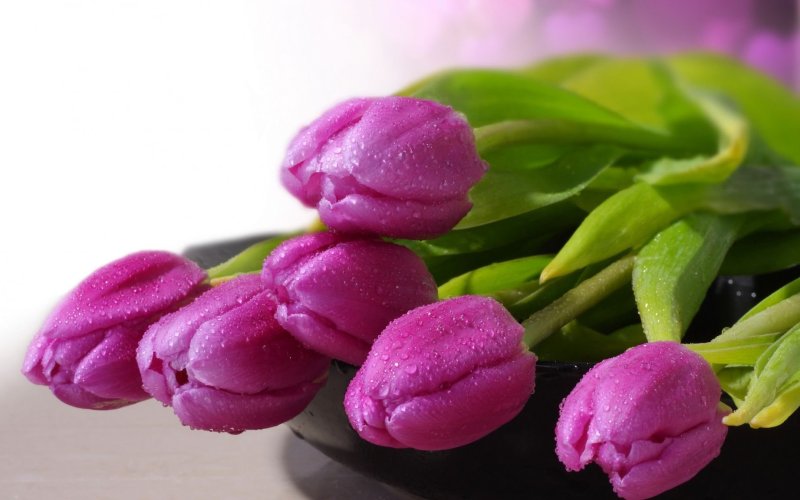 Тюльпаны обои