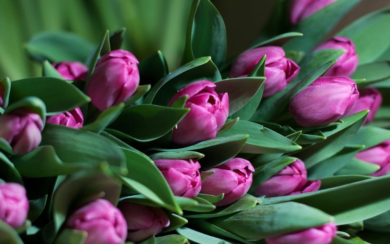 Тюльпан Vesna