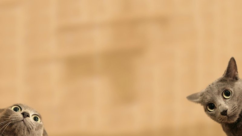 Обои для рабочего стола котцы