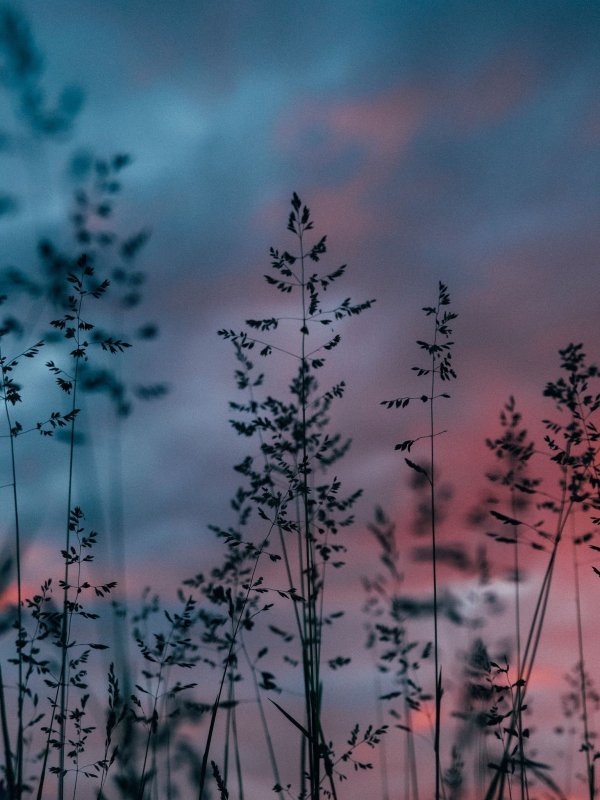 Пейзаж Эстетика