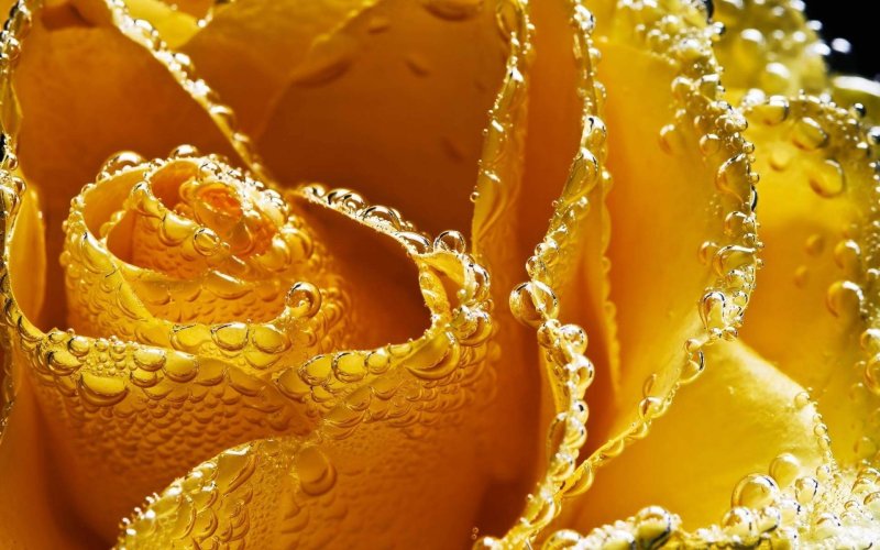 Цветы Макросъемка