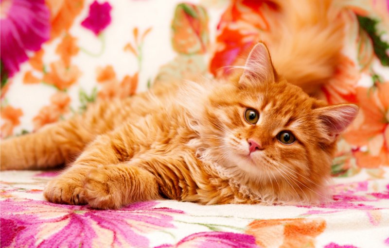 Мейн кун рыжий