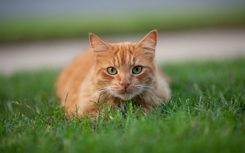 Сибирская кошка рыжая короткошерстная