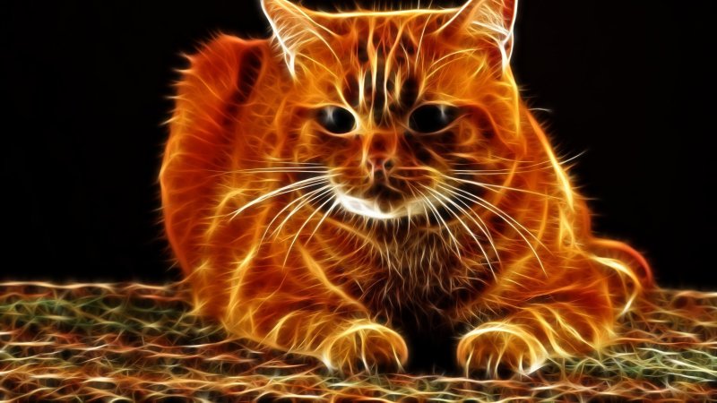 Огненно рыжий кот