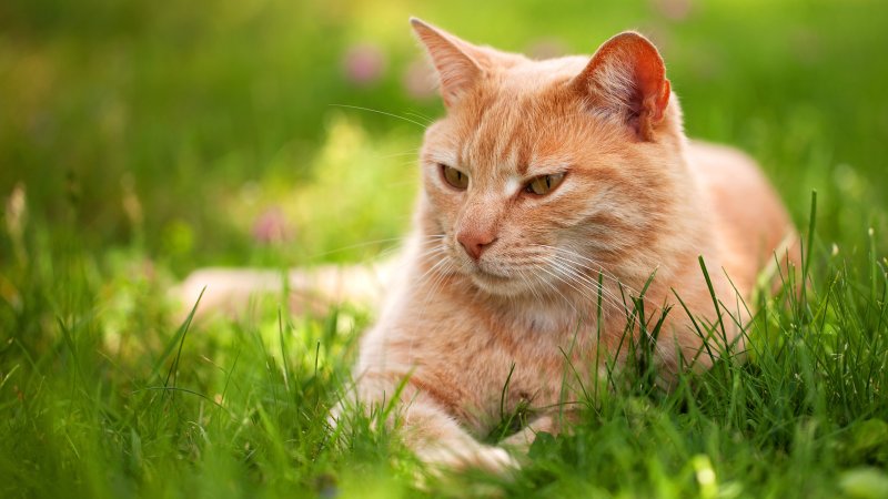 Красивый рыжий кот