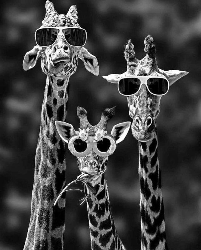 Жирафы в очках черно белое