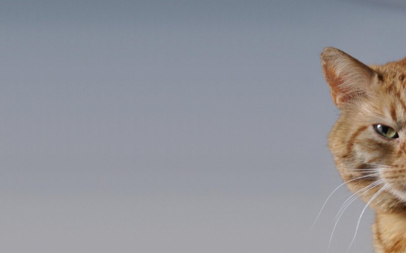 Обои на рабочий стол кот