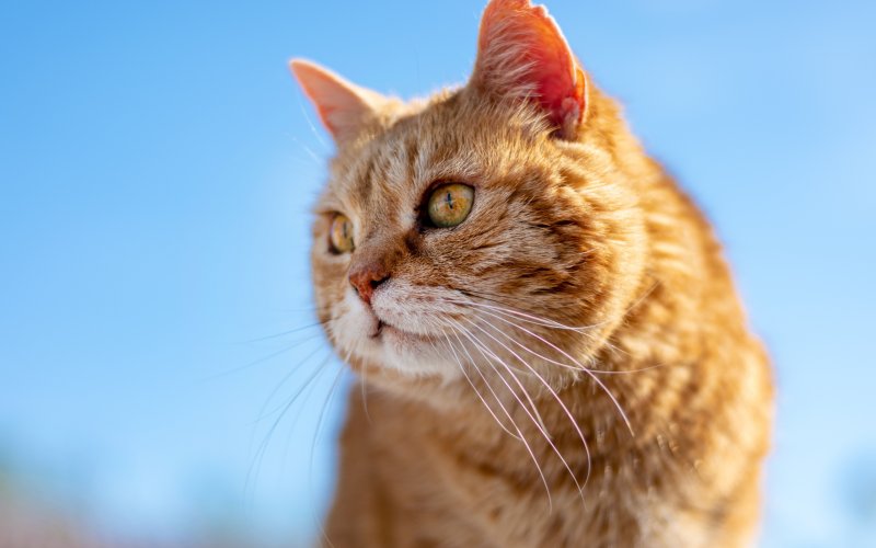 Рыжий котик