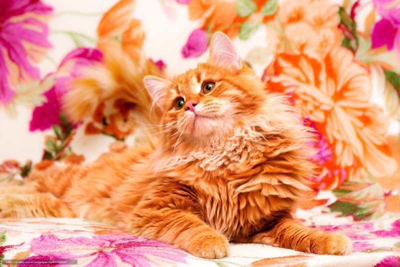 Рыжий котёнок