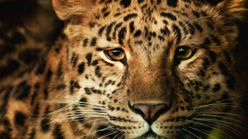 Леопард морда