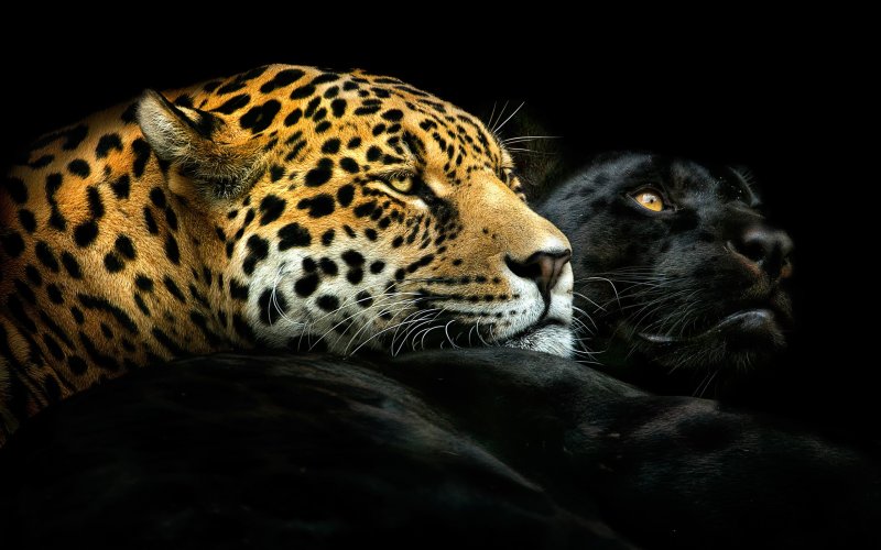 Тигр леопард гепард Ягуар