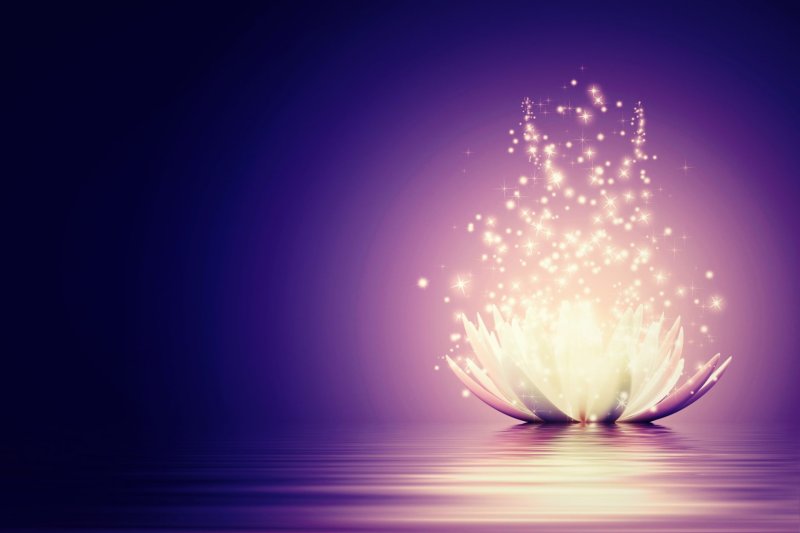 Красивый фон Лотос