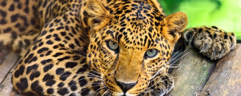 Леопард заставка