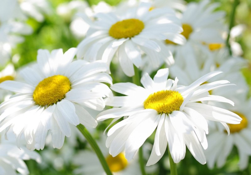 Ромашки обои