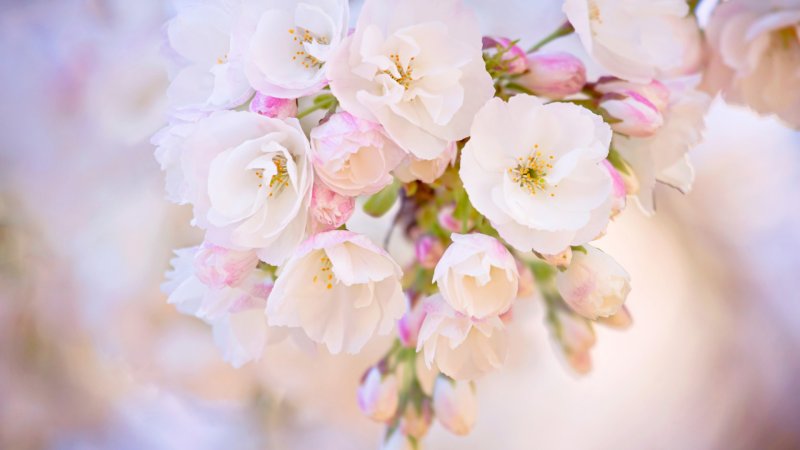 Яблоня черри блоссом