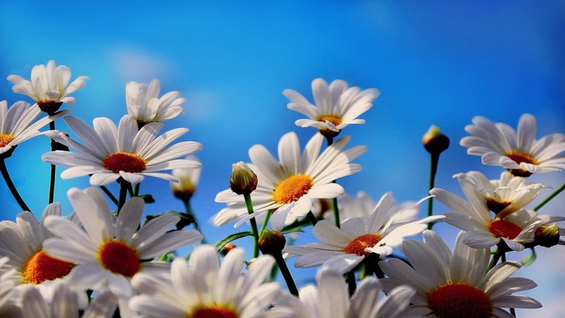 Заставка ромашки