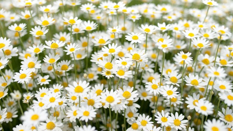 Полевые цветы ромашки