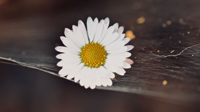 Заставка ромашки