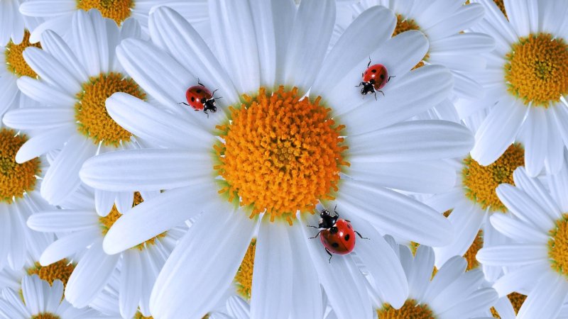 Красивые ромашки