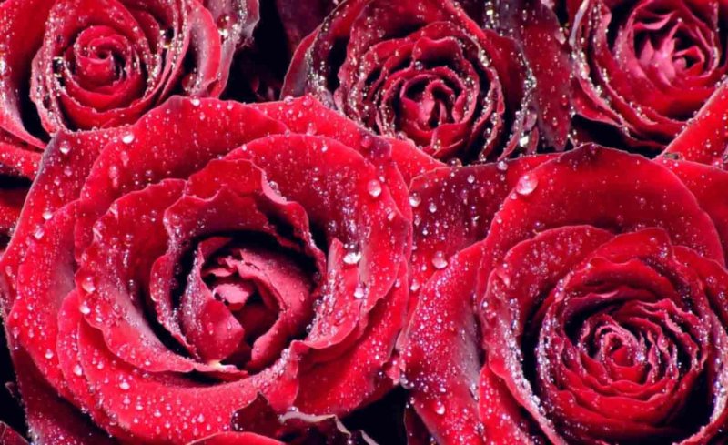 Крупные розы