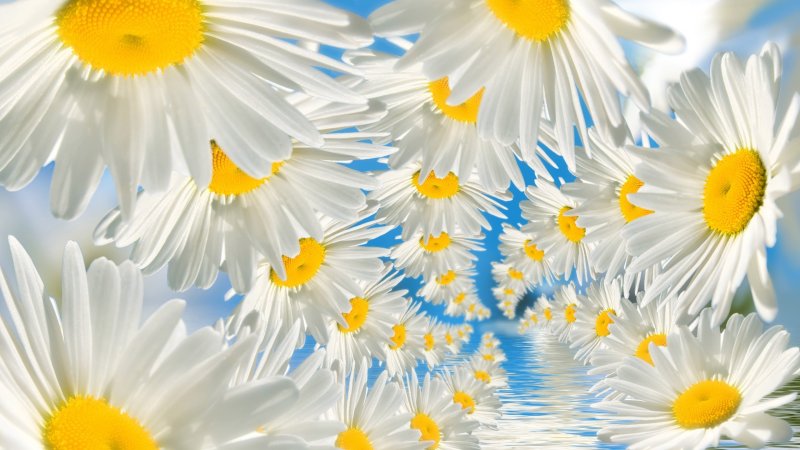 Ромашки на синем фоне