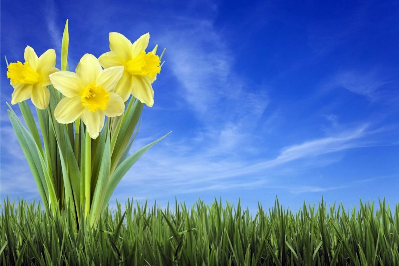 Весенние картинки на рабочий стол