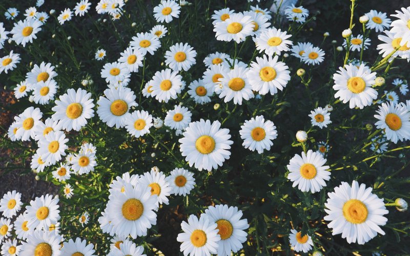 Ромашка Римская Кэнди