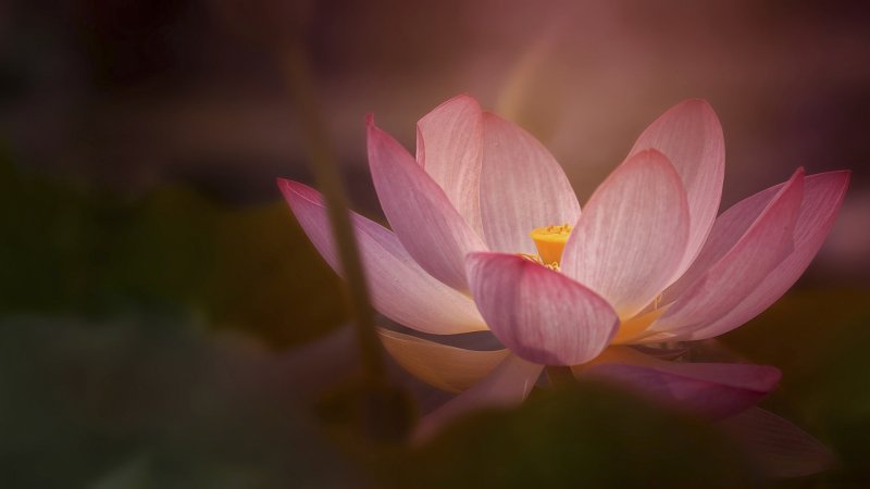 Белый Лотос цветок