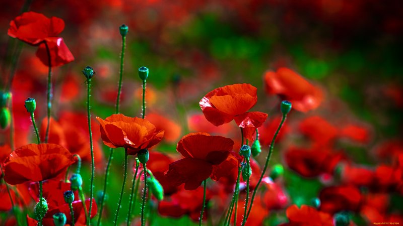 Яркие цветы