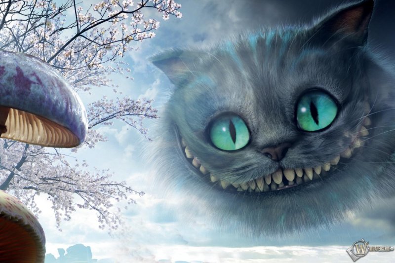 Чишминский кот Алиса в стоане чудес