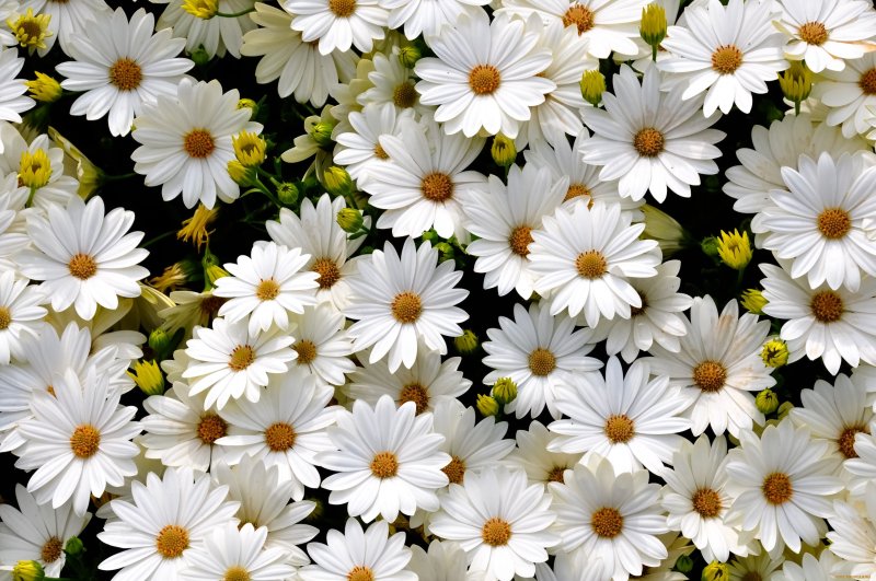 Термоскатерть "ромашки" 60х90см., полипропилен